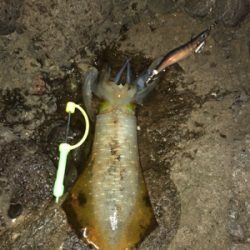 エギロスト頻発後、良型連発!