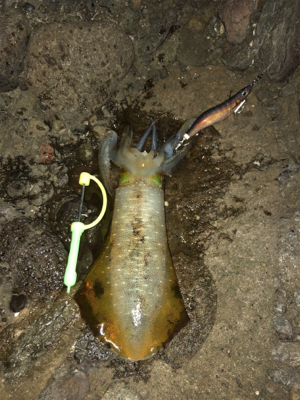 エギロスト頻発後、良型連発!