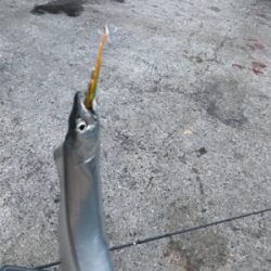 昨日に引き続き