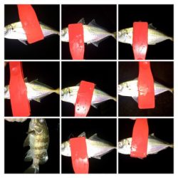 アジンガー1838〜2015