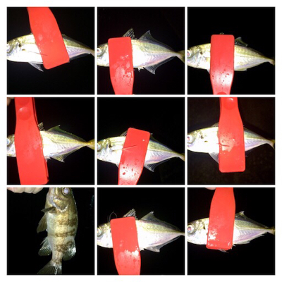 アジンガー1838〜2015