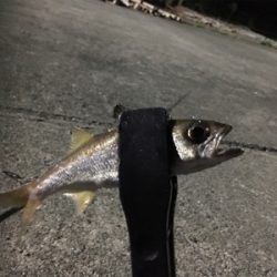 二夜連続アジング