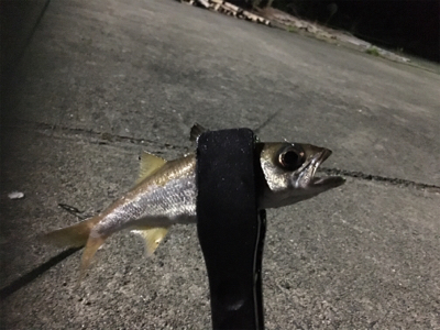 二夜連続アジング