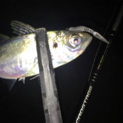 色々釣れてます!