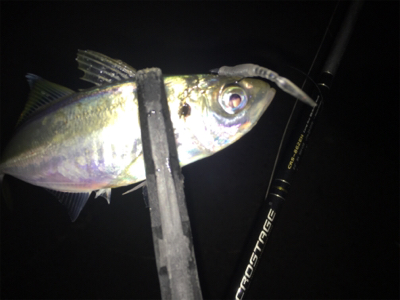 色々釣れてます！