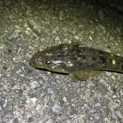 ギリギリの坊主逃れ釣行