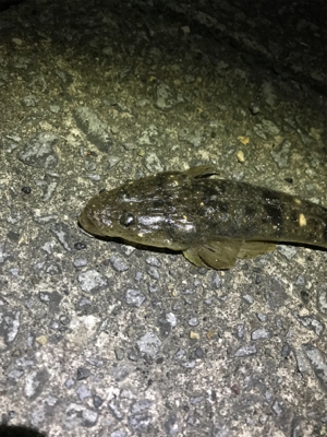 ギリギリの坊主逃れ釣行