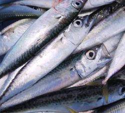 サビキで大漁でした