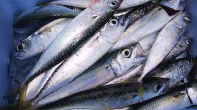 サビキで大漁でした