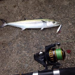 サゴシ45cm,マゴチ52cm、エソ54cm