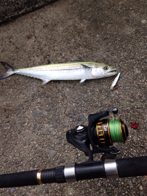 サゴシ45cm,マゴチ52cm、エソ54cm