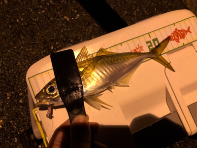 ちょっと良型回遊！