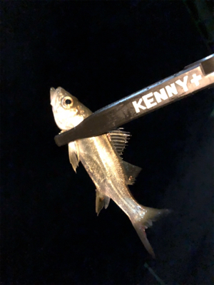 何が釣りたい訳でもなく、釣りがしたいだけ。