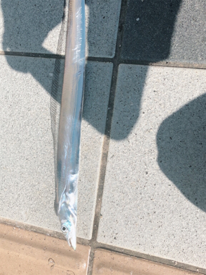 エソ名人リターンズ(´Д` )