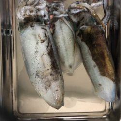 夜中にエギング