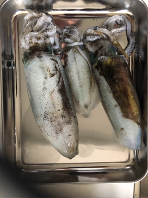 夜中にエギング