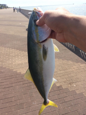 サバサバサバサバサバサバ…