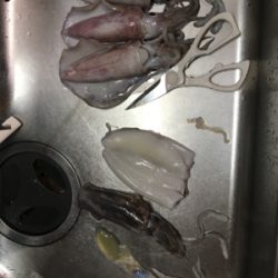 カヤックジギング・エギング