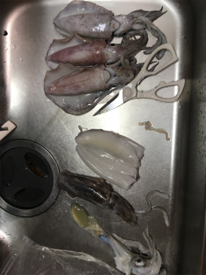 カヤックジギング・エギング