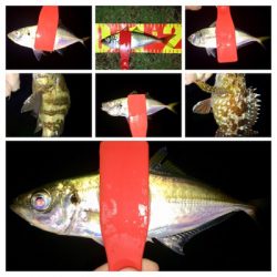 アジンガー1841〜2036