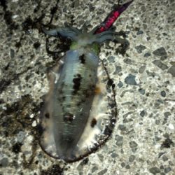 秋イカエギング