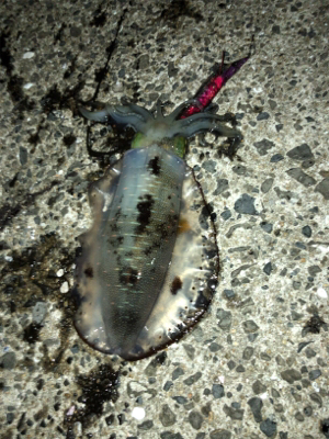 秋イカエギング