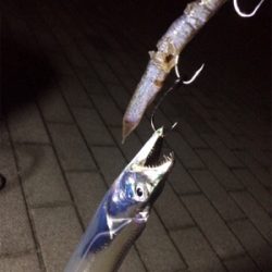 数釣りには最適