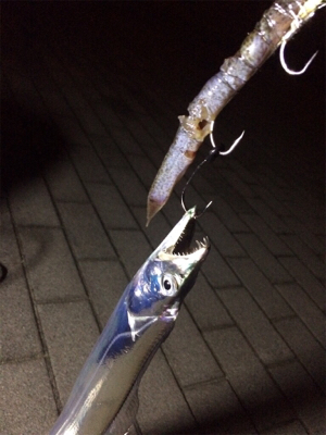 数釣りには最適