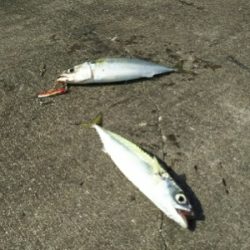 ジグでサバ2,3,4