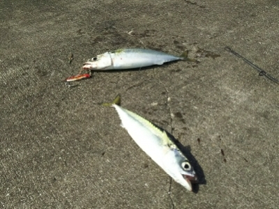 ジグでサバ2,3,4