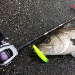 雨中のシーバス