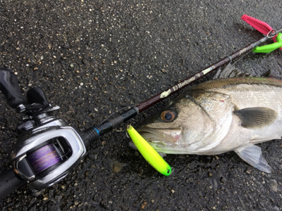 雨中のシーバス