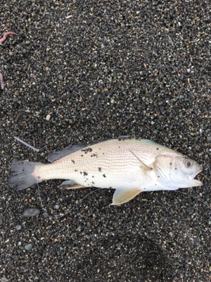 浜から投げ釣り