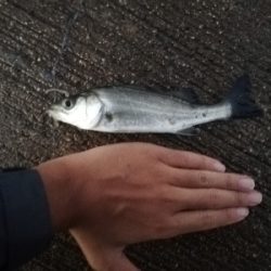 セイゴフィーバー