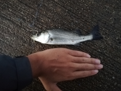 セイゴフィーバー