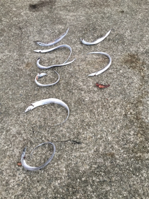 タチウオたくさん！