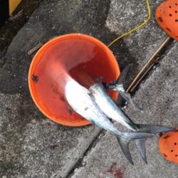 爆風の中、サゴシとサバ