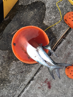 爆風の中、サゴシとサバ