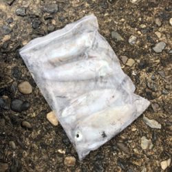 強風・大雨の中のエギング