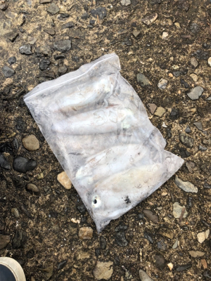 強風・大雨の中のエギング