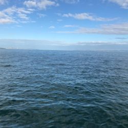 小さい秋小さいアオリ見つけた。