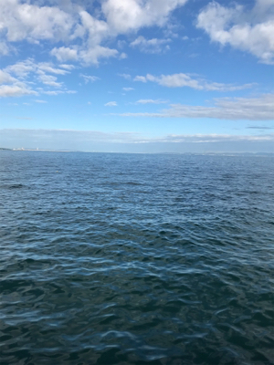 小さい秋小さいアオリ見つけた。