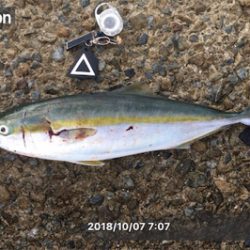 ようやく神戸ハマチ！