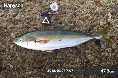 ようやく神戸ハマチ！