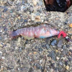 親父たちの釣行 第12弾