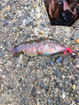 親父たちの釣行 第12弾