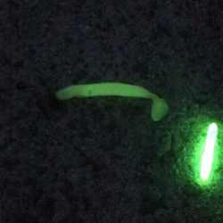 やっぱり餌が釣れる!