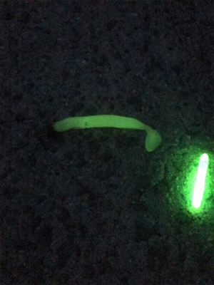 やっぱり餌が釣れる!