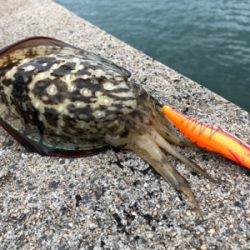 しまなみエギング 混ざり出したねー