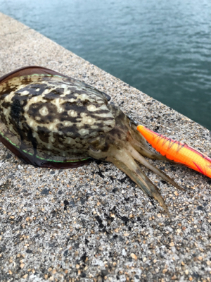 しまなみエギング 混ざり出したねー